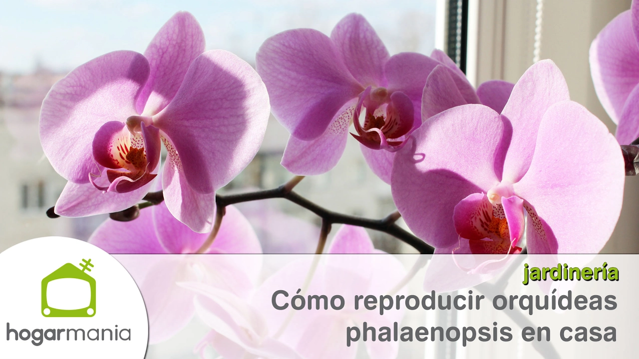 CÓMO REPRODUCIR ORQUÍDEAS PHALAENOPSIS EN CASA