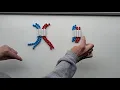 Meiosis Pop Beads