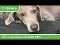 Dr Mary Why Is My Dog s Nose So Dry