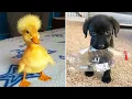 Download Lagu Funniest Animals 2024 😂 Best Funny Cats and Dogs 😻🐶 Part 23 | Cute Baby Dogs