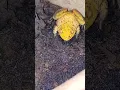 Albino American bullfrog