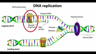 Download DNA Replication story MP3