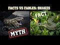 The Truth Do Snakes Chase Humans Spoiler No Here s Why
