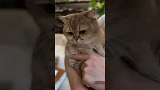 cat with confusing auras