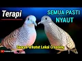 Lagu Suara MASTERAN Semua Jenis Burung Perkutut Paling Ampuh Langsung GACOR #perkututlokalgacor 