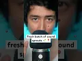 Download Lagu fresh batch of sound sprouts 🌱📍 #asmr