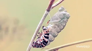 Перетворення гусениці в яскравий Махаон метелика Shorts 