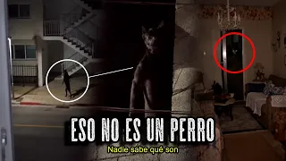 ALGO PERTURBADOR Ocurre con el PERRO de mi VECINO (NO ES UN PERRO)
