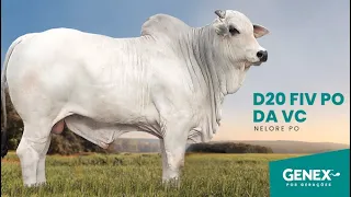 D20 FIV PO DA VC - TOURO NELORE PO