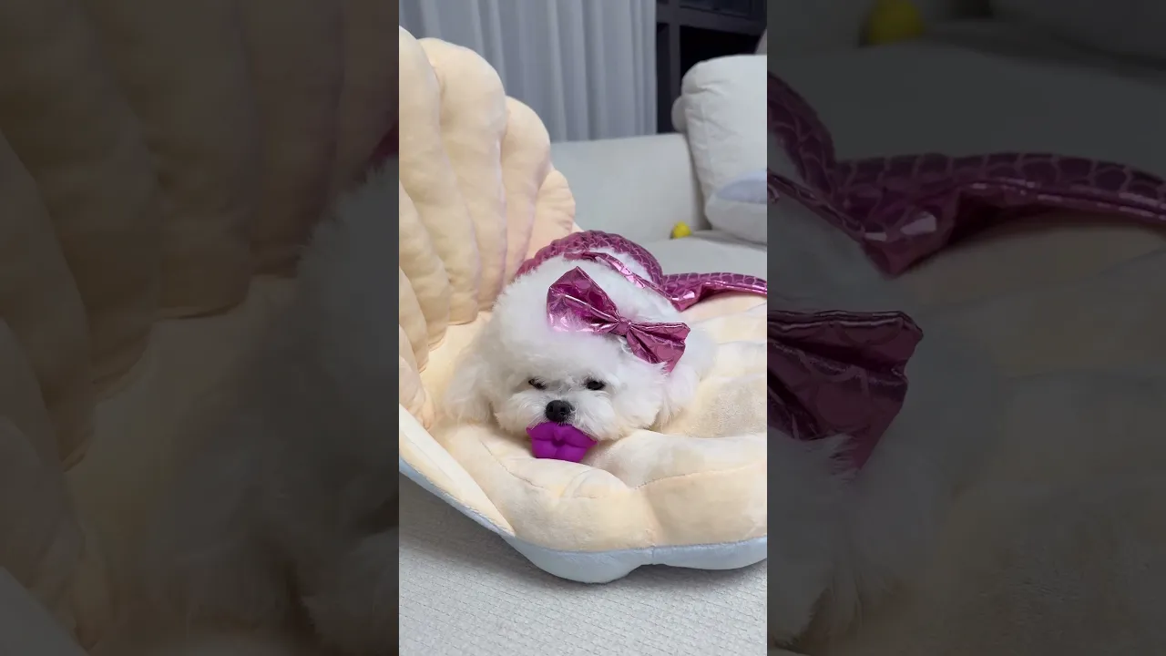 인어공주가 나타났다🧜🏻♀️