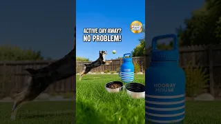Paw Picks: Hooray House Water Bottle