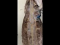 Mink - Lateral Thigh Dissection