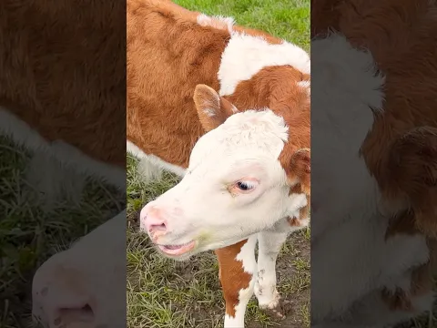 Adorable Baby Cow Sounds🐄 Cows for Toddlers
