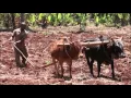 Oxen Yoke
