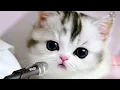 Download Lagu RAHMATUN LIL 'ALAMEEN | VIDEO SHOLAWAT KUCING