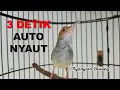 Download Lagu Suara prenjak betina GACOR sekaligus PANCING bunyi prenjak bahan