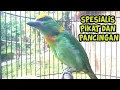 Download Lagu BURUNG TAKUR TOHTOR GACOR SUARA SEPERTI DI ALAM , BAGUS BUAT PIKAT DAN PANCINGAN