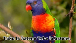 o dehan ami tuku la hatene tebe la hatene cover ustinov damaledo 