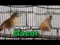 Download Lagu CUCAK JENGGOT MINI GACOR TELER pancingan ampuh buat semua burung