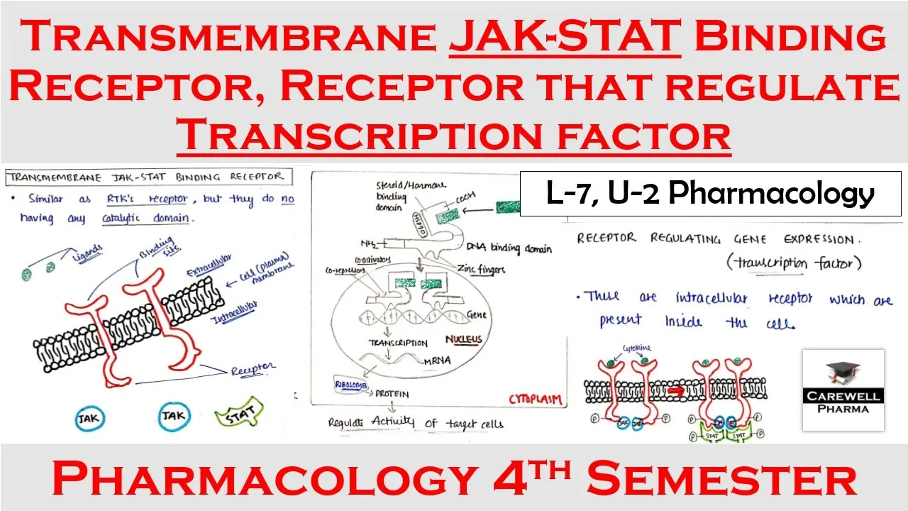 Transmembrane JAK- STAT binding Receptor || Receptor that regulate transcription factors || L-7 U-2