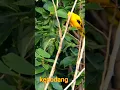 Download Lagu suara kepodang kuning dialam liar