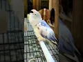 Download Lagu Lovebird konslet mewah ngekek panjang😍 #shorts #lovebird #lovebirds #lovebirdkonslet