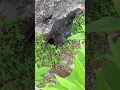 Download Lagu From Dirt to Dinner – Chickens Digging for Delicious Bugs!/USA, #chicken Canada,UK,Australia #nature