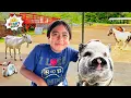Download Lagu Ryan, Emma, \u0026 Kate's Petting Zoo Adventures!