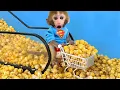 Download Lagu Monyet BonBon yang Lucu Makan Popcorn Raksasa dan Bermain dengan Teman Bebek di Taman