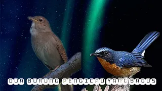 burung tledekan gunung vs sikatan londo