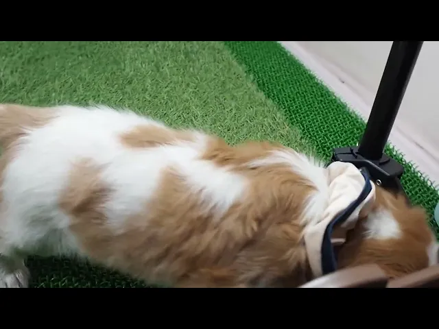 動画