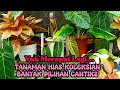 Lagu YUK MERAPAT LAGI‼️TANAMAN HIAS KOLEKSIAN BANYAK PILIHAN CANTIK2