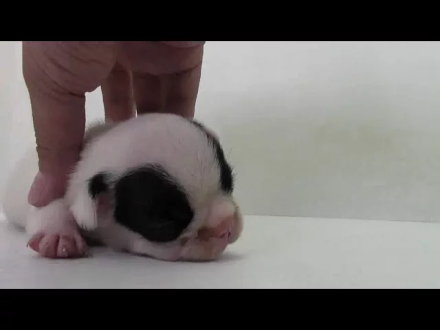 動画