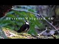 Download Lagu Eastern Whipbird calling - Australian Bird Sounds