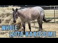 I Can t Believe the Quality Here Bowie Loose Horses