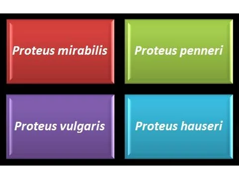 Download MP3 Dominio Bacteria: Phylum Proteobacteria 30 - Gammaproteobacteria - Enterobacteriaceae - Proteus