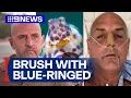 Man recounts moment blue-ringed octopus bit him 9 News Australia