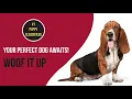 Pets Buying Selling Online in USA No 1 Puppy Classifieds Woof It Up