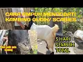 Download Lagu Cara mengobati kambing gudikan❗cara obati kambing scabies