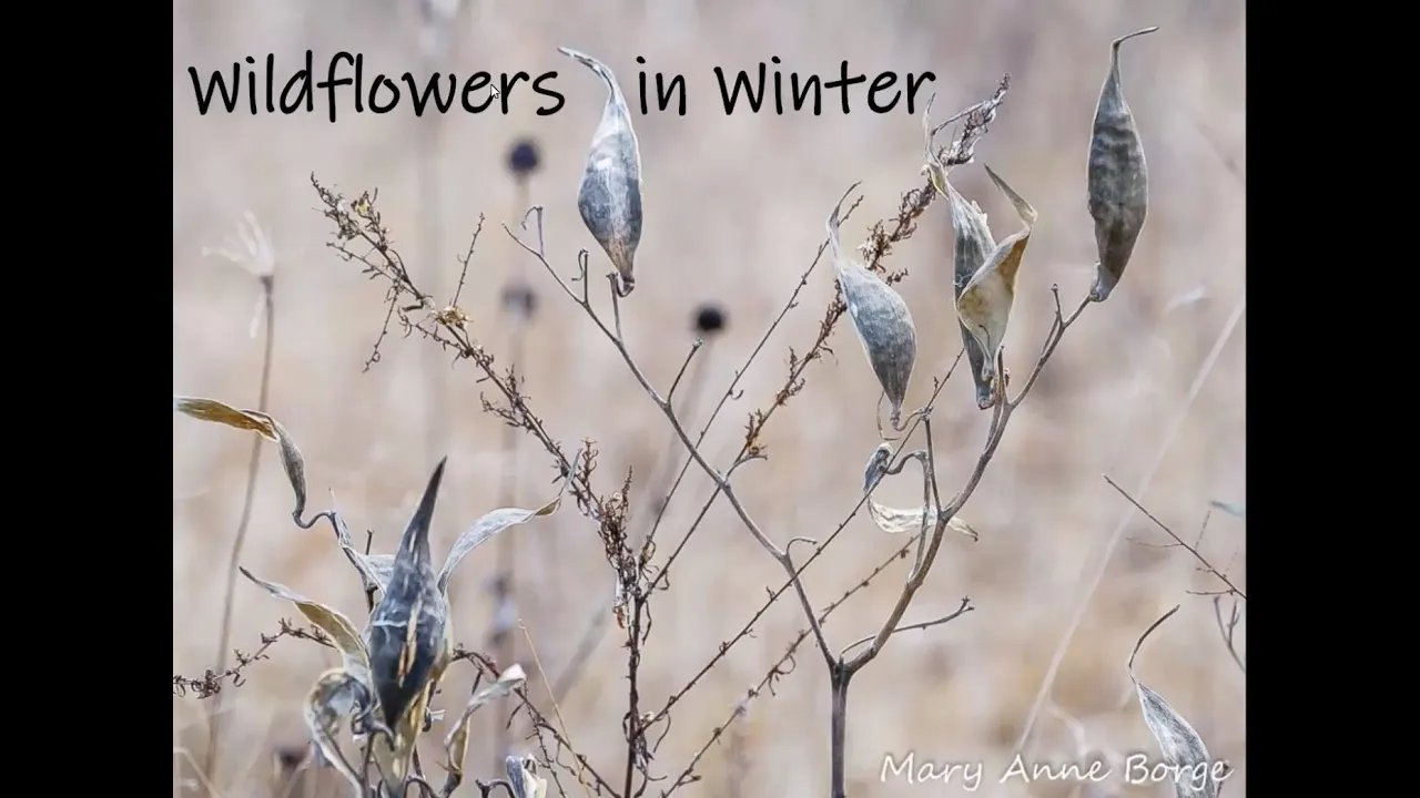 Wildflowers in Winter presented by Mary Anne Borge