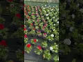 Download Lagu Geraniums at Plants By Post.