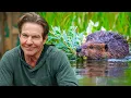 Dennis Quaid Presents How Beavers are Saving Yellowstone