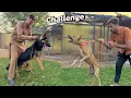 Pitbull Vs German Shepherd Dog Challenge