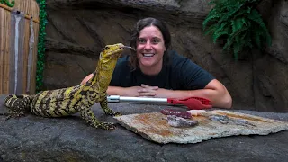 Training Day At The Zoo! 🦎