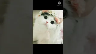 صور انمي قطط ومعها اغنيا واو 