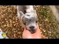 Lagu Baby Goat Raised By Dogs Finally Met His True Herd