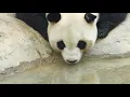 The Complete Guide to Pandas Nature s Gentle Giants Wanderwildlife