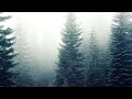 Luis Miehlich - Bos