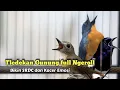 Download Lagu TLEDEKAN FULL GACOR NGEROLL PANCING EMOSI SRDC DAN KACER