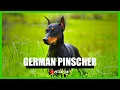 German Pinscher Facts